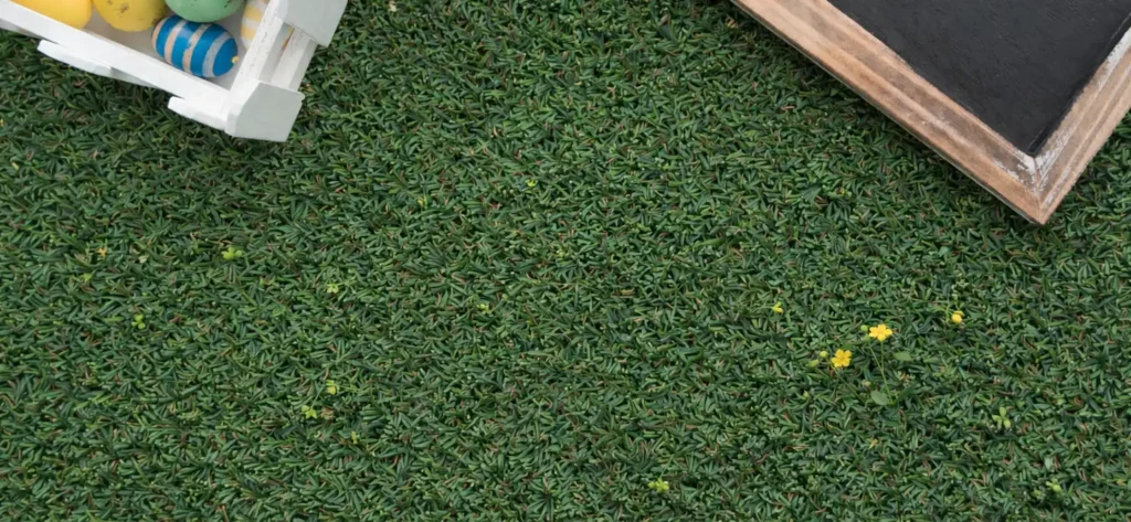 weeds through artificial grass