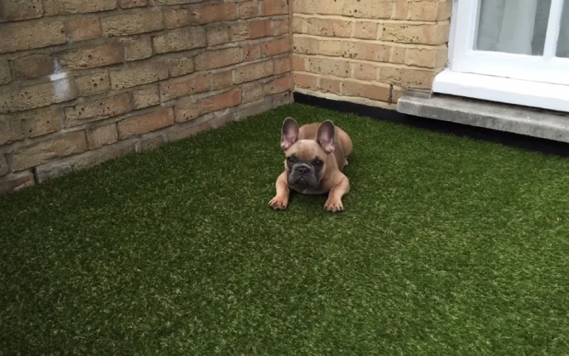 Pet friendly artificial grass