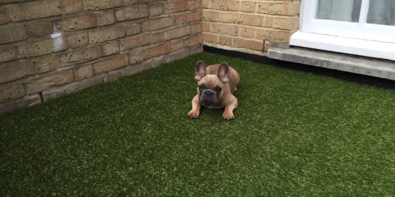 Pet friendly artificial grass