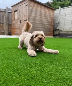 Pet-on-grass.webp