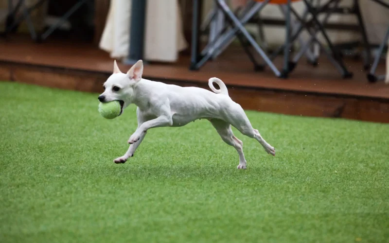 dog is playing on ground