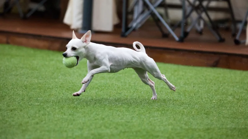 dog is playing on ground