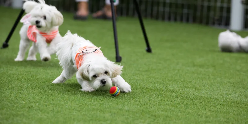 dog is playing with the ball on the artificial grass