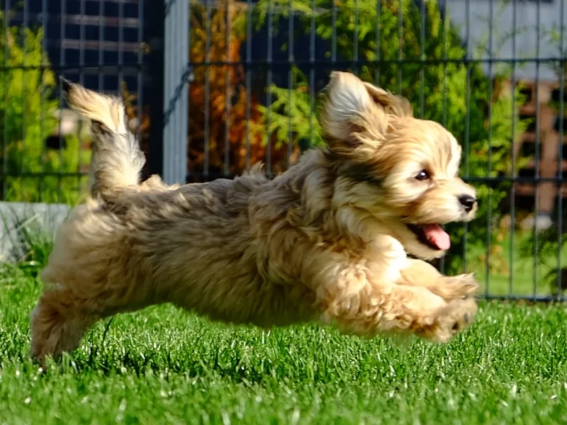 dog is running on artificial turf