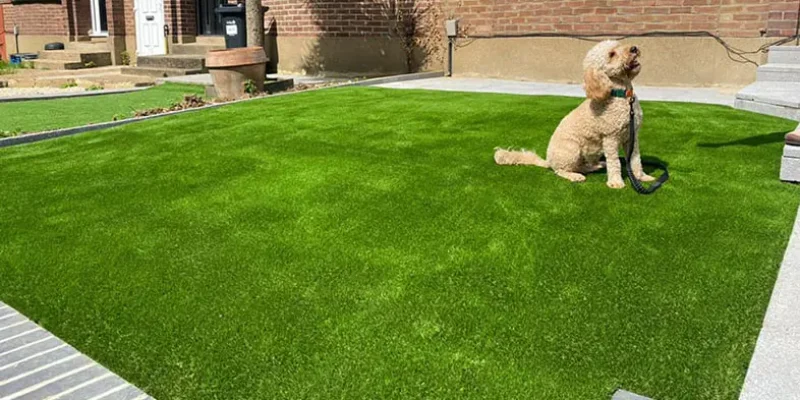 dog is sitting on artificial turf