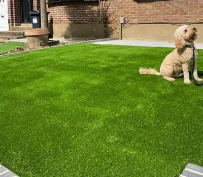 dog is sitting on artificial turf