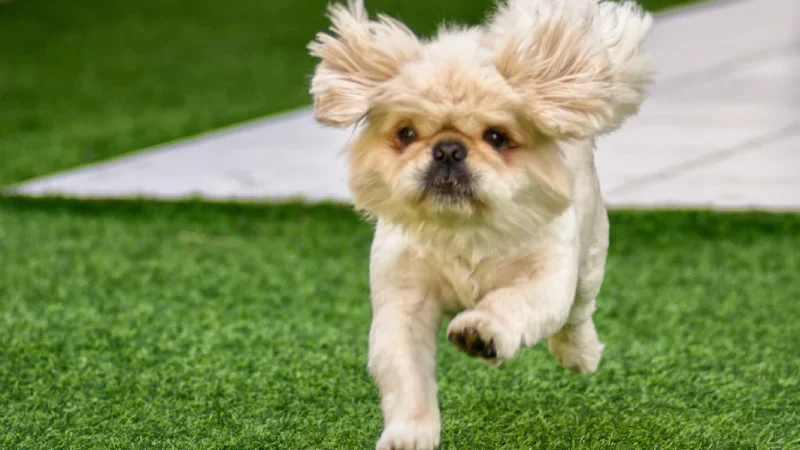 dog plays on artificial garden_