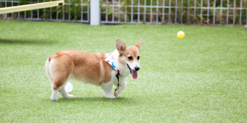 dog plays with ball_