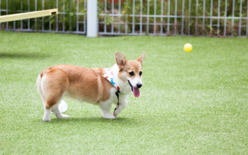dog plays with ball_