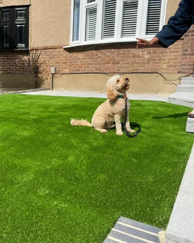 pet friendly grass