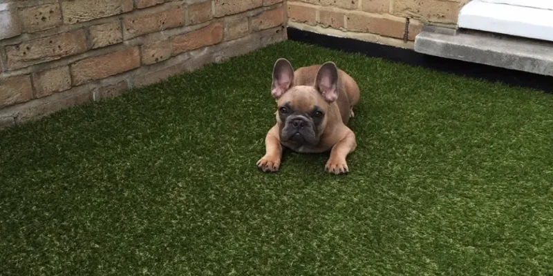 prt friendly fake grass